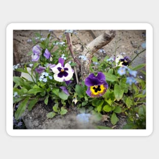 pansies Sticker